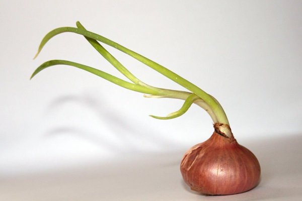 Mega onion mega zerkalo